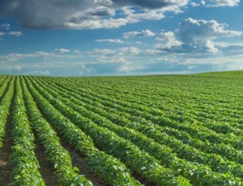 INTERNACIONAL: Día de la agricultura