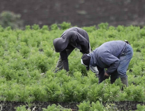 Internacional: La agricultura, salida de la crisis causada por la pandemia