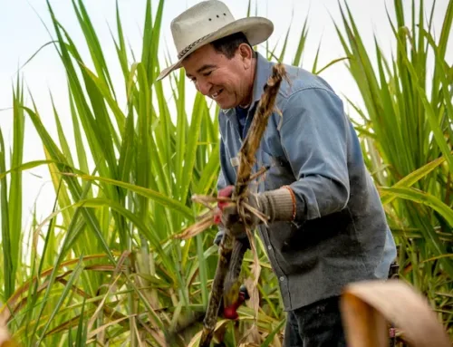 Paneleros Conciencia Verde: Un Compromiso con la Sostenibilidad