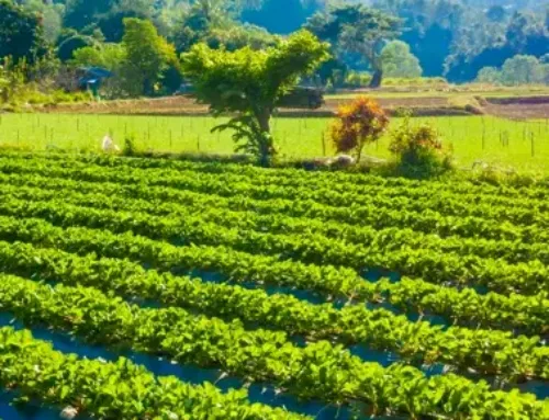 Día de la Tierra: Ocho ejemplos del compromiso del agro colombiano con la sostenibilidad