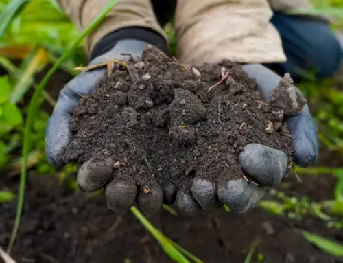 Día mundial del medio ambiente: el agro colombiano le cumple al planeta