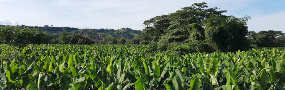 Campo de Plátano Colombiano