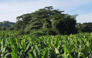 Campo de Plátano Colombiano