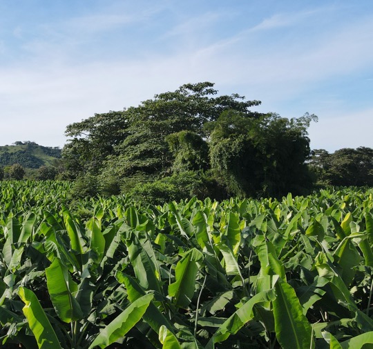 Campo de Plátano Colombiano