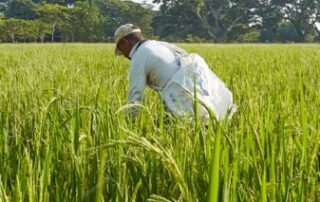 Campo de Arroz