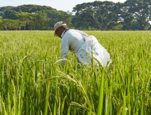 Presupuesto General de la Nación (PGN) 2026: ¿El agro pierde terreno?