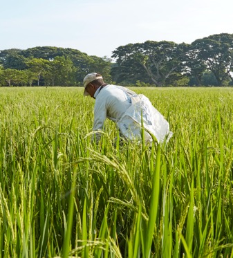 Campo de Arroz