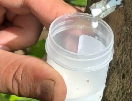 Estimulación hormonal de los árboles de caucho: tecnología para optimizar la producción