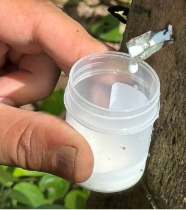 Fotografía Presidente de la SAC - Jorge Bedoya