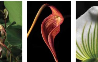 Tres especies de orquídeas colombianas cultivadas para su conservación