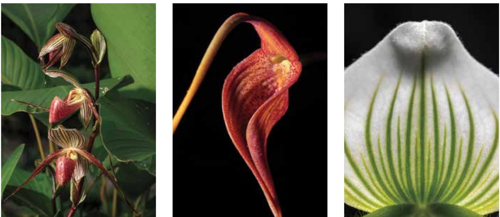 Colombia, tierra de orquídeas Tres especies de orquídeas colombianas cultivadas para su conservación
