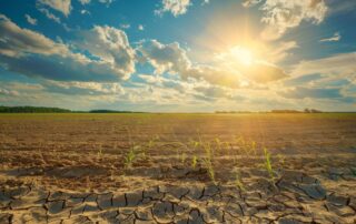 Suelo agrietado por la sequía con brotes y sol en el horizonte