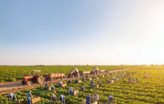 Trabajadores agrícolas en un cultivo durante la cosecha
